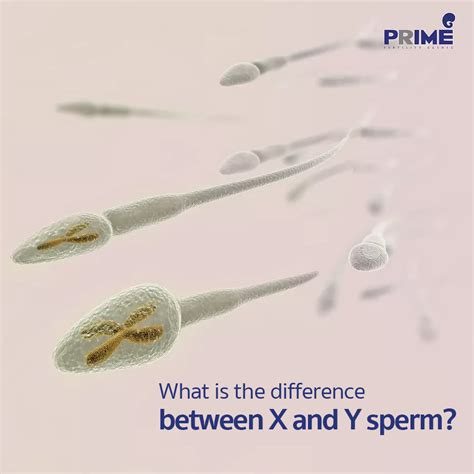 dickes sperma|Sperm: X and Y Chromosomes, Quantity, Inside Body .